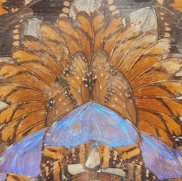 Vintage Inlaid Wood Tray with Butterfly Wings - Picture 11 of 16